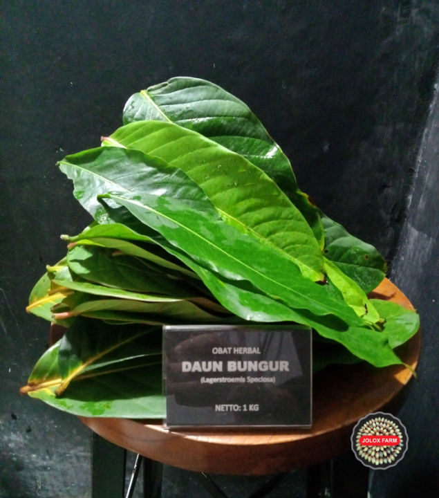 1 Kg Daun Bungur Segar Obat Herbal Lagerstroemia Lazada Indonesia