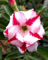 12 เมล็ด เมล็ดพันธุ์ ชวนชม สายพันธุ์ไต้หวัน ดอกซ้อน Adenium seed กุหลาบทะเลทราย Desert Rose ราชินีบอนไซ อัตรางอก 80-90% มีคู่มือการปลูก