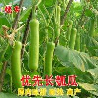 Preferable long gourd spring and autumn sow edible meat melon Changpu early maturity heat-resistant high-yield four-season vegetable