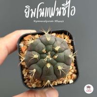 ยิมโนแฟนซิไอ Gymnocalycium Pflanzii แคคตัส กระบองเพชร cactus&amp;succulent