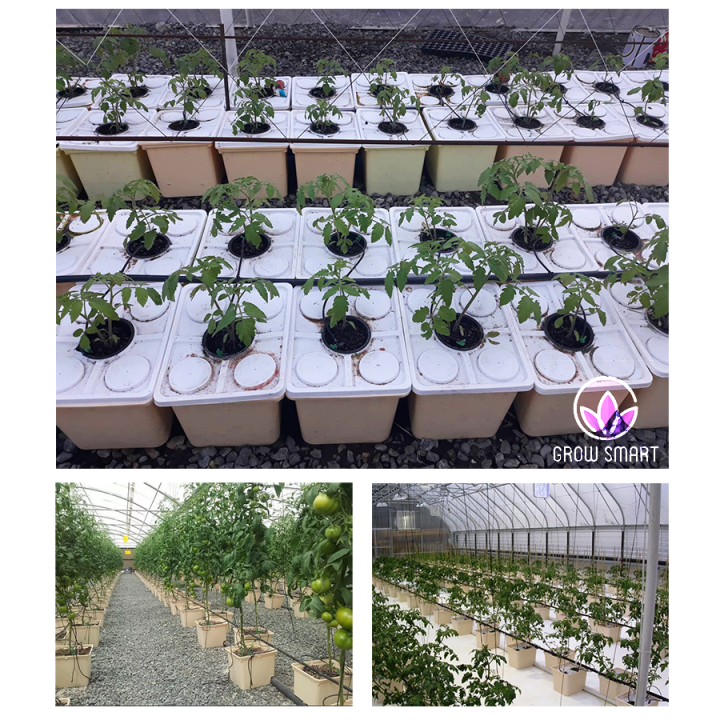 grow-smart-dutch-bucket-bato-bucket-drip-irrigation-recirculating-hydroponic-system-bucket-ถังปลูกไฮโดรโปรนิกส์-ระบบน้ำวน-ถังปลูกกัญไฮโดร-ถังปลูกกัญ-ปลูกเมล่อน-ปลูกมะเขือ