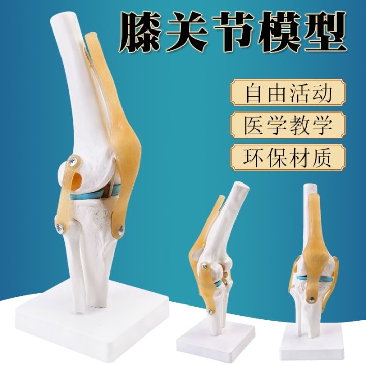 model-of-human-knee-joint-shoulder-joint-elbow-joints-feet-hip-joints-model-1-1-bones