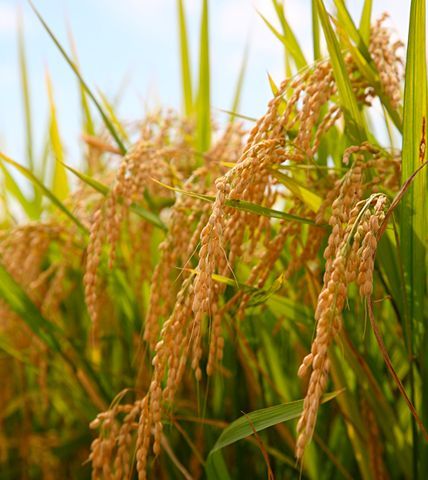 เมล็ดพันธุ์ข้าวญี่ปุ่นบรรจุประมาณ500เมล็ด