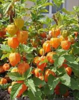 เมล็ดพันธุ์ เคพกูสเบอร์รี่ physalis peruviana cape gooseberry 30 เมล็ด เมล็ดพันธุ์นำเข้าจาก อังกฤษ