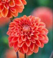 1 หัว/ออเดอร์ รักเร่ Dahlia Bulb สายพันธุ์ Blitzer หัวรักเร่ ดอกไม้ หัวหน่อ เหง้า นำเข้า เนเธอร์แลน หัวสด