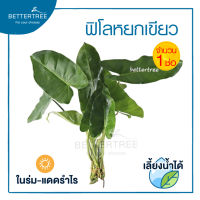 ฟิโลหยกเขียว (จำนวน 1 ช่อ) ไม้ฟอกอากาศ ต้นไม้ ต้นไม้น้ำ  ต้นไม้ฟอกอากาศ plants