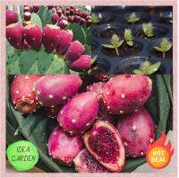 กระบองเพชร ทานผล พริคลี่แพร์ผลสีแดง แบบเมล็ด 5 เมล็ด  - Red fruit Prickly Pear