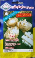 มันแกว เมล็ดพันธุ์มันแกว (มันสำเภา) ?หมดอายุ 7/2567? 3A✔ หัวค่อยข้างมีขนาดกลาง ไม่ใหญ่มาก ทนต่อแล้ง  บรรจุ 25 เมล็ด