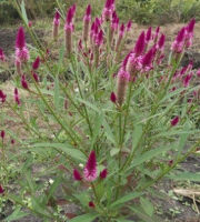 เมล็ดพันธุ์ หงอนไก่ไทย 500 เม็ด (Celosia argentea) หงอนไก่ น่าปลูกอนุรักษ์ไว้