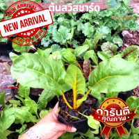 สวิสชาร์ด SwissChard ต้นสวิสชาร์ด พร้อมปลูก ในถุงดำ 4 นิ้ว ต้นสวิสชาร์ดเรนโบว์ Swiss Chard plant พร้อมปลูก ฟอร์มสวย