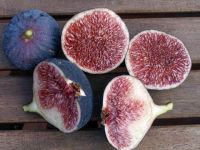 Figs ต้นมะเดื่อฝรั่ง พันธุ์ Dauphine (ดอร์ฟิน) อร่อย หวาน หอมมากๆ ต้นสมบูรณ์มาก รากแน่นๆ จัดส่งพร้อมกระถาง 6 นิ้ว ลำต้นสูง 45-50 ซม ต้นไม้แข็งแรงทุกต้น เรารับประกันจัดส่งห่ออย่างดี จัดส่งสินค้าตามรูป