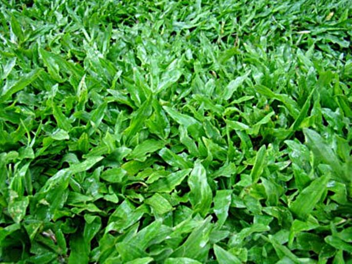 ขายส่ง-1-ลิตร-เมล็ดหญ้ามาเลเซีย-tropical-carpet-grass-หญ้าเห็บ-หญ้าไผ่-หญ้าปูสนาม-สนามหญ้า-เมล็ดพันธ์หญ้า-ปูหญ้า-ปูสนาม-สนามหญ้าและสวน