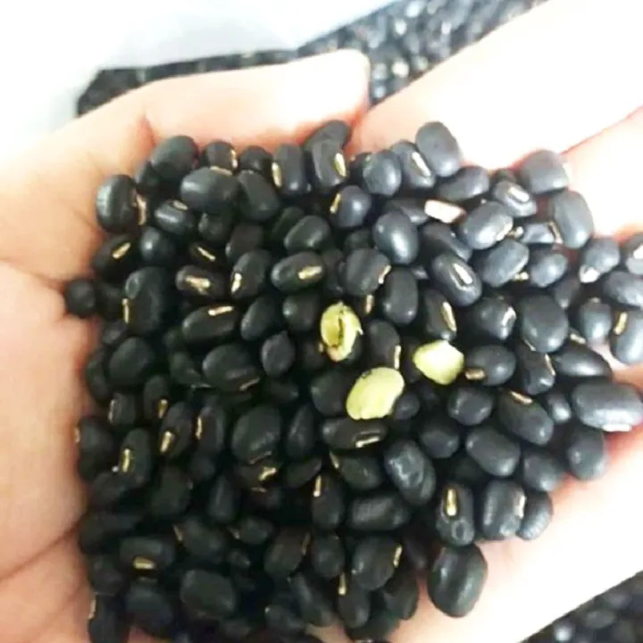 Bạn đang tìm kiếm hạt giống đậu đen xanh lòng chất lượng nhất để trồng trong vườn của mình? Chúng tôi sẽ cung cấp cho bạn những hạt giống tốt nhất với chất lượng đảm bảo. Hãy xem qua hình ảnh của chúng tôi để trải nghiệm ngay tại nhà của mình.