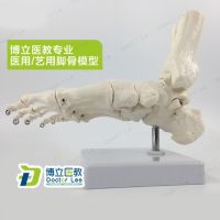 Medical foot ankle joint brothers surgical specimens of orthopedic bone joints model model 1:1 simulation foot model