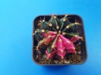 ยิมโนด่าง แคคตัส Gymnocalycium Variegated ยิมด่างสวยมากกกก สีสวยมาก อยู่ในกระถาง 2 นิ้ว กำลังสวยเลย