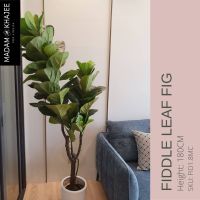 Fiddle Leaf Fig-ไทรใบสัก สูง180ซม. ต้นไม้ปลอมเกรดพรีเมี่ยมเพื่อการตกแต่ง ต้นไม้ประดิษฐ์ ตกแต่งบ้าน ตกแต่งคอนโด  Premium Artificial Plant for home decoration Madam Khajee