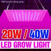 ☈ไฟโตแลม20W 40W โคมไฟเร่งโต Grow 220V ไฟโต