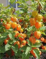 เมล็ดพันธุ์ Garden Seeds เคพกูสเบอร์รี่ physalis peruviana cape gooseberry 30 เมล็ด เมล็ดพันธุ์ Garden Seedsนำเข้าจาก อังกฤษ