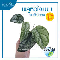 พลูหัวใจแนบลายเอ็กโซติกา (จำนวน 1 กิ่ง) Scindapsus pictus exotica   สามารถเลี้ยงน้ำได้ ไม้ฟอกอากาศ ไม้น้ำ ต้นไม้มงคล  ต้นไม้ ต้นไ