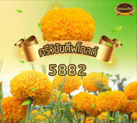 500เมล็ด ศรีวิชัย ดีฟโกลด์ สีทองเข้ม 5882 ทองเฉลิม ดาวเรือง ดอกจัมโบ้