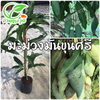 มะม่วงมันขุนศรี กิ่งทาบชำลงถุง แท้?% สูงประมาณ70-80เซนติเมตร