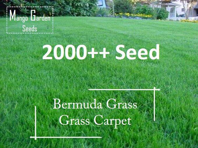 Bermuda Grass Seeds 6g+ 2000++ Seed Grass Carpet, Biji Benih