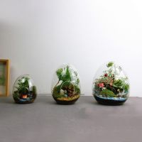 Creative Egg-shaped Glass Bottles Succulent Glass Vase Hydroponic Fleshy Micro Landscape Glass Terrarium Moss Home Decoration