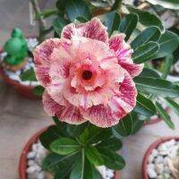 2 เมล็ด เมล็ดพันธุ์ ชวนชม สายพันธุ์ Buttercup สีเหลืองแดง Bonsai Desert Rose Adenium Seed กุหลาบทะเลทราย ราชินีทะเลทราย บอนไซ มีคู่มือปลูก