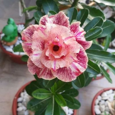 2 เมล็ด เมล็ดพันธุ์ ชวนชม สายพันธุ์ Buttercup สีเหลืองแดง Bonsai Desert Rose Adenium Seed กุหลาบทะเลทราย ราชินีทะเลทราย บอนไซ มีคู่มือปลูก