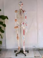 High-end medical teaching standard 170 cm body skeleton spine bone model 180 muscle load-point attached ligament