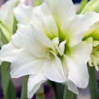 1 หัวว่าน ว่านสี่ทิศฮอลแลนด์ Amaryllis Snow White 18-24 ซม สินค้านำเข้า แช่เย็นแล้ว หัวขนาดใหญ่ สินค้าจำนวนจำกัด