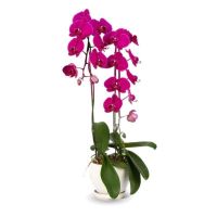 30 เมล็ดพันธุ์ Home Plant Seed เมล็ดกล้วยไม้ ฟาแลนนอปซิส (Phalaenopsis Orchids) Orchid flower Seed อัตราการงอกของเมล็ด 80-85%