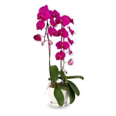 30 เมล็ดพันธุ์ Bonsai เมล็ดกล้วยไม้ ฟาแลนนอปซิส (Phalaenopsis Orchids) Orchid flower Seed อัตราการงอกของเมล็ด 80-85%