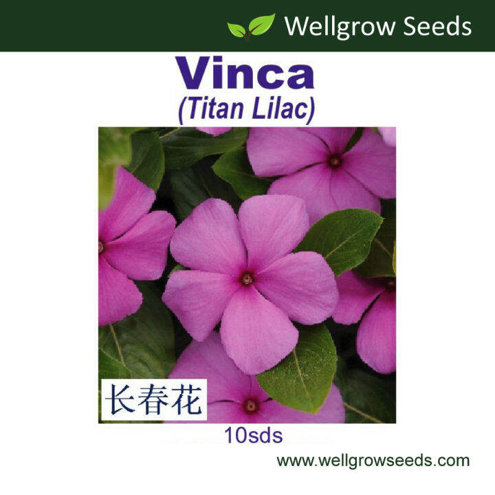 Vinca Titan Lilac (10 sds) Flower Seeds Wellgrow Seeds | Lazada