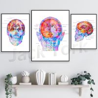 Anatomical Brain Print - Cranio Cerebral Topography Poster - Medical Art For Neurology Clinics And Neurologist Gifts - Unique Anatomy Art For Clinic Decor