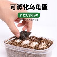 [COD] Turtle eggs can be hatched and fertilized living tortoise Chinese flower ink egg student pet turtle live animal