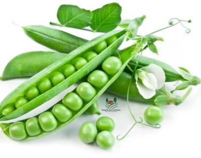 ถั่วลันเตาสีเขียว เมล็ดพันธุ์ถั่วลันเตาหวานฮอลแลนด์  Green Peas Seeds เมล็ดพันธุ์ถั่วลันเตาหวานฮอลแลนด์ บรรรจุ 10 เมล็ด