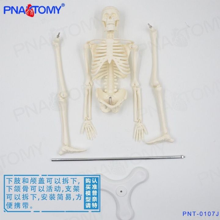 simulation-model-of-whole-body-skeleton-skeleton-skeleton-spine-small-removable-bending-medical-teaching-yoga-bonesetting