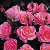 30 เมล็ด เมล็ดพันธุ์ กุหลาบ มอญ สีชมพู pink damask Rose Seed ดอกใหญ่ ดอกหอม นำเข้าจากต่างประเทศ Garden Seeds