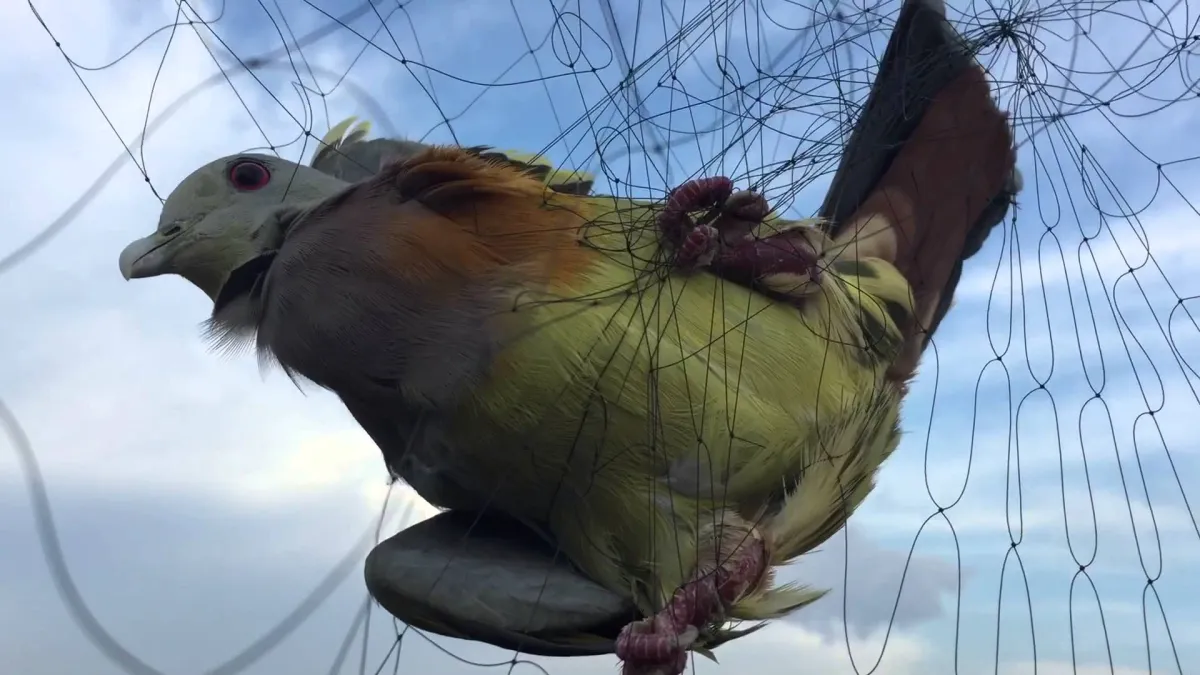 Cách chọn lựa chim bổi  Diễn Đàn Chim Cảnh Việt Nam