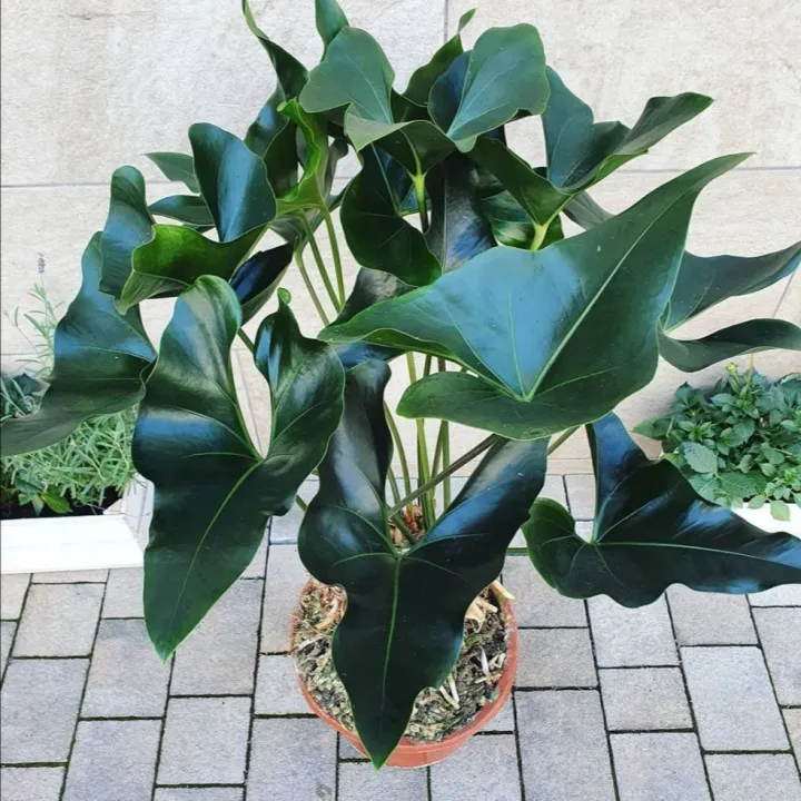 Sov Real Live Plant Pokok Hidup Anthurium Arrow Indoor Plant Rare Plant Lazada Sov Real Live Plant Pokok Hidup Anthurium Arrow Indoor Plant Rare Plant Lazada