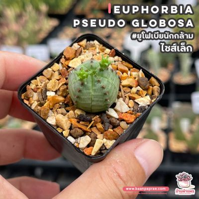 ยอดฮิต ยูโฟเบียนักกล้าม #ไซส์เล็ก Euphorbia Pseudo Globosa แคคตัส เพชร cactus&amp;succulent ขายดี ต้นไม้ ฟอก อากาศ กระถาง ต้นไม้ ไม้ ประดับ ต้นไม้ ปลูก ใน บ้าน