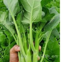 Kale seeds  seeds easy to grow, easy to grow, crispy, good vegetable seeds   [ไม่ใช่พืช! เป็นเมล็ดพันธุ์] [คลังสินค้าจุด][ขายตรงจากโรงงาน][ของแท้อย่างเป็นทางการ][โปรโมชั่นลดราคา][50 เมล็ดพันธุ์][เมล็ดผลไม้][เมล็ดพันธุ์ผัก][อร่อยจัง][ปลอดภัย][คลังสินค้าจุด