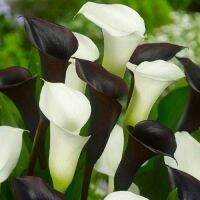 20 เมล็ดพันธุ์ ต้นคาลล่าลิลลี่ คาลล่า ลิลลี่ (Calla Lily) เป็นดอกไม้ ที่แทนสัญลักษณ์แห่งความรัก อัตราการงอก 80-85%