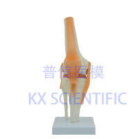 Spot parcel post Human Knee Joint Model Human Joint Skeleton Anatomy Model 1 than 1 Flexible Gift Orthopedic Display