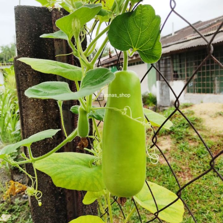 Benih Sayur Vegetable Seed Labu Air Bottle Gourd Seeds Vege Biji