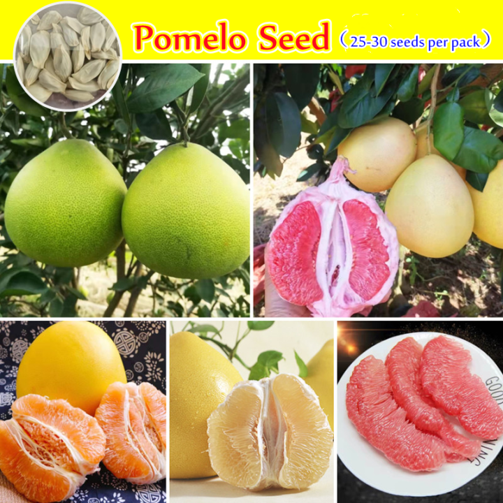 Buy Three Get Five (Not Plants)Philippines Ready Stock Very Good Pomelo