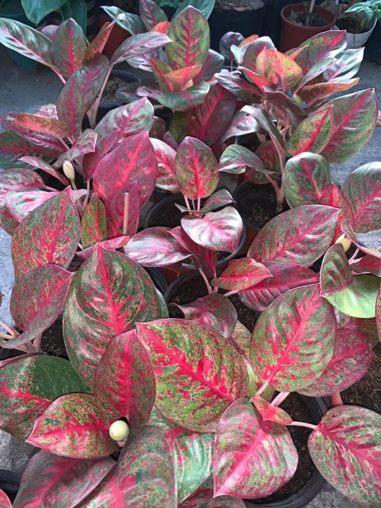 Aglaonema Red Sun Live Ornamental Plant Lazada Ph 1708