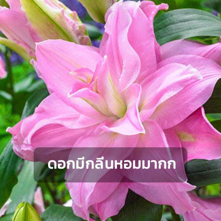 โปรโมชั่น-หัวลิลลี่-lotus-ดอกซ้อน-สีขาว-สีชมพู-สีส้มดอก-สีชมพูดอกบัว-กลิ่นหอมมากกก-ขายหัวไฮยาซิน-ว่านสี่ทิศ-ต้นไม้ฟอกอากาศ-ราคาถูก-ม่าน-แอร์-ม่าน-ลม-กั้น-แอร์-แอร์-ม่าน-อากาศ