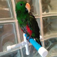 Superior Home Shop Folding Pet Parrot Bath Shower Standing Platform Rack Wall Suction Cup Bird Toys